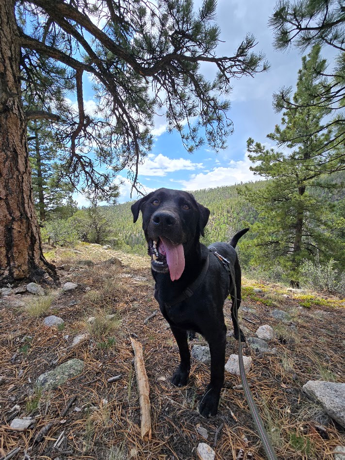 Waylon - Official Shop Dog & Morale Officer